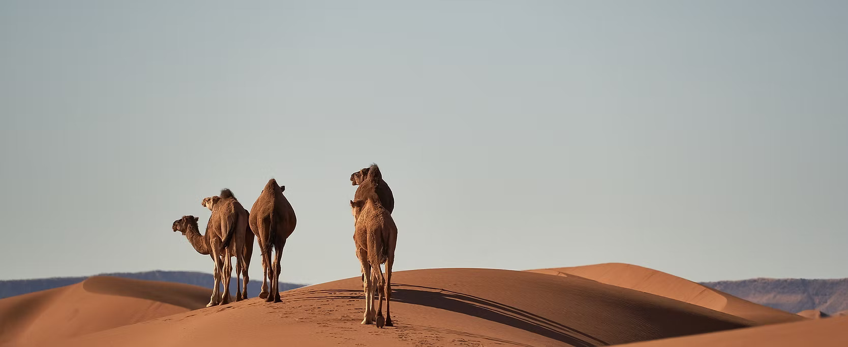 Tour de l'horloge de la Mecque